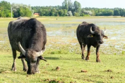 Nagyszéksósi Bivalyrezervátum