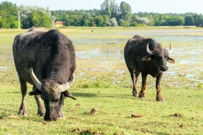 Nagyszéksós Buffalo Reserve